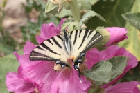 Le Flamb (Lpidoptre - Papilionidae - Iphiclides podalirius)
